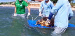 projeto-cetaceos-e-cemam-atendem-ao-encalhe-de-24-animais-em-17-dias